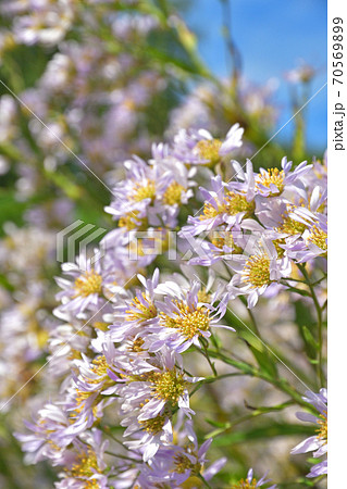 植物・シオン　キク科 70569899