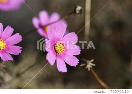 ピンク色の花 コスモスの写真素材