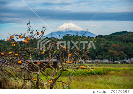 【静岡県函南町】丹那盆地の残り柿　富士山 70570597