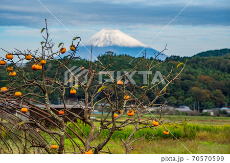 【静岡県函南町】丹那盆地の残り柿 富士山 【静岡県函南町】丹那盆地の残り柿 富士山 70570599