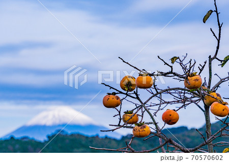 【静岡県函南町】丹那盆地の残り柿　富士山 70570602