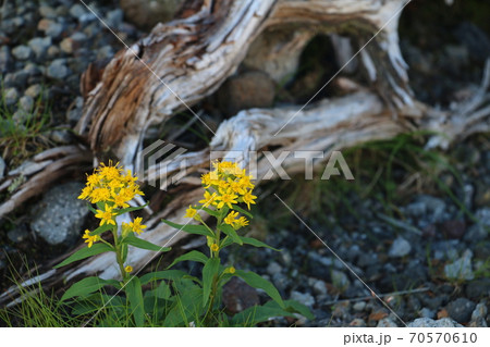 乗鞍岳で見つけたアキノキリンソウの写真素材