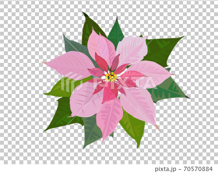 Princesitia 70570884