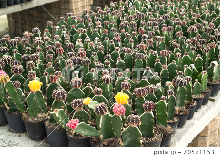 Cactus, Succulents in different types of saplings and succulents. Cactus, Succulents in different types of saplings and succulents. 70571153