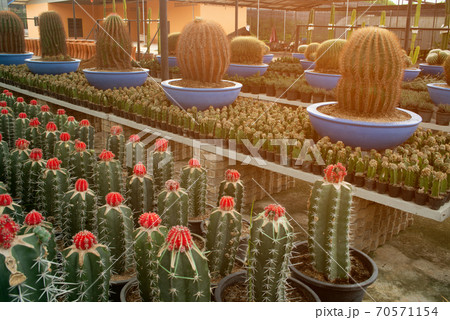 Cactus, Succulents in different types of saplings and succulents. Cactus, Succulents in different types of saplings and succulents. 70571154