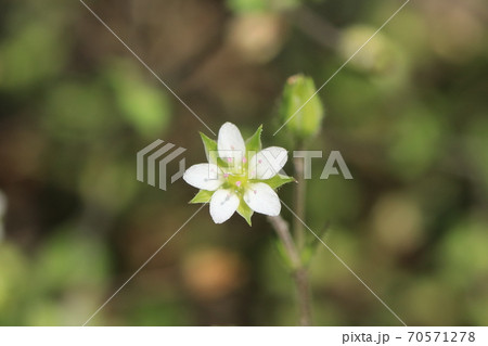 ノミノツヅリの花 70571278