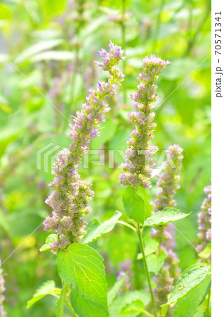 植物・カワミドリ　シソ科 70571341