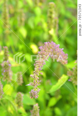 植物 カワミドリ シソ科の写真素材