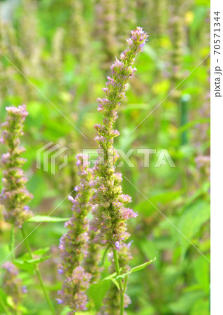 植物・カワミドリ　シソ科 70571344