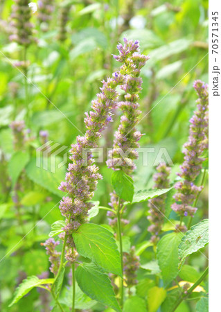 植物・カワミドリ　シソ科 70571345