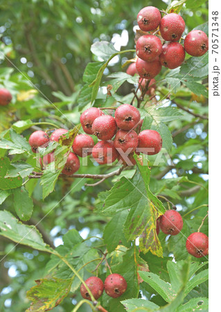 樹木・オオミサンザシ バラ科  樹木・オオミサンザシ バラ科  70571348