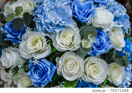 Rose - Flower, Drop, Plant, Blue, Flower. 70571388