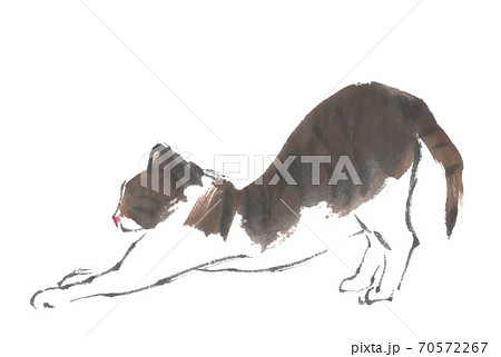 猫 70572267