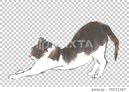 猫 70572267