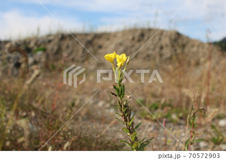 荒れた大地に咲く 一輪の黄色い花の写真素材