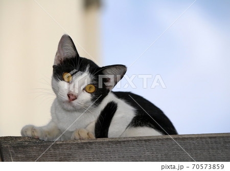 Black and white cat with black tail, Sitting and tilted neck on the cover of house. Black and white cat with black tail, Sitting and tilted neck on the cover of house. 70573859