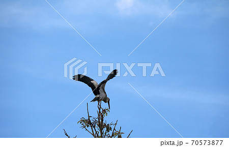 A flock of open billed stork bird perch and winged at the tree on blue sky 70573877