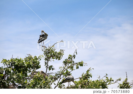 Open billed stork bird perch at the top of the tree and cleaning feathers 70573880
