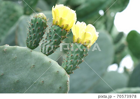ウチワサボテンの赤ちゃんと黄色い花の写真素材