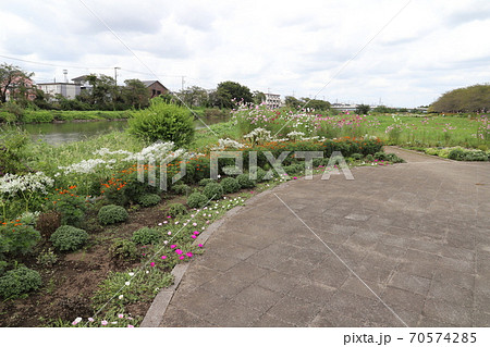 日本の元荒川河川敷公園の花壇に咲く花の風景の写真素材