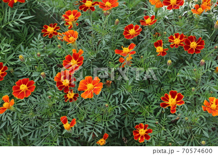 秋の公園に咲くマリーゴールドのオレンジ色の花の写真素材