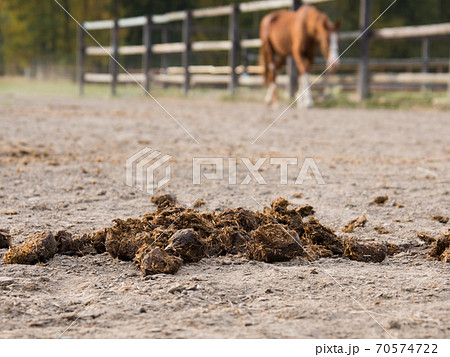Horse Manure Close Up Concept Manure On The の写真素材