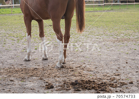 Horse manure close-up. Concept. Manure on the background of the horses. Horse manure close-up. Concept. Manure on the background of the horses. 70574733
