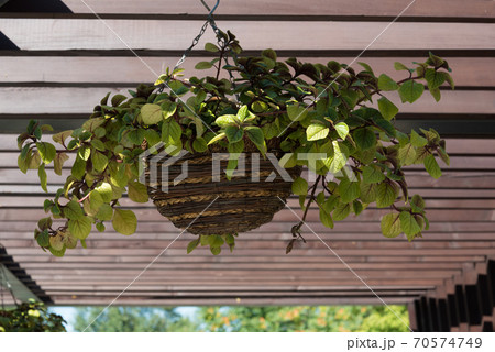 Green plant in a hanging pot. Decorative element. House decoration. Green plant in a hanging pot. Decorative element. House decoration. 70574749