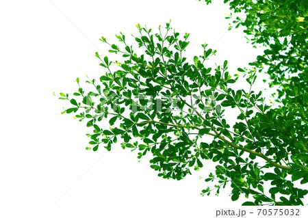 Green leaf and branch of Ivory Coast Almond tree, style and shape isolated on white background. 70575032