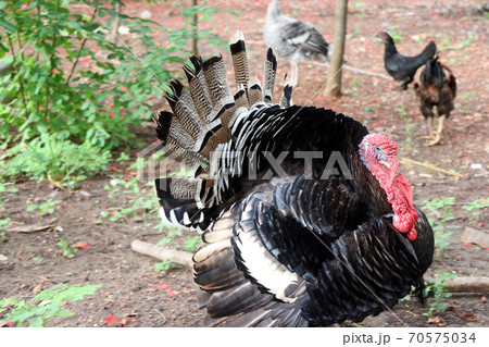Turkey standing on the soil ground with the tree. Turkey standing on the soil ground with the tree. 70575034