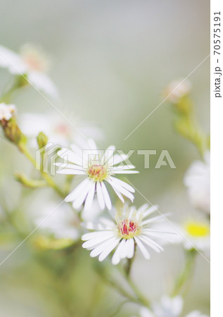 クジャクソウの花 クジャクソウの花 70575191