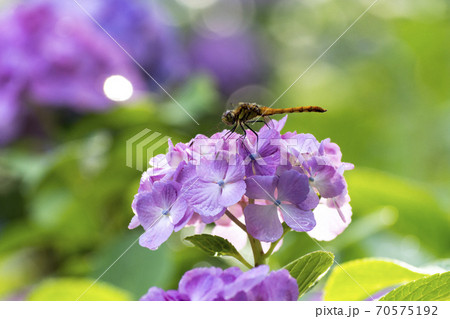 梅雨時に妖艶に咲くトンボとともに美しい紫陽花【花・植物】 梅雨時に妖艶に咲くトンボとともに美しい紫陽花【花・植物】 70575192