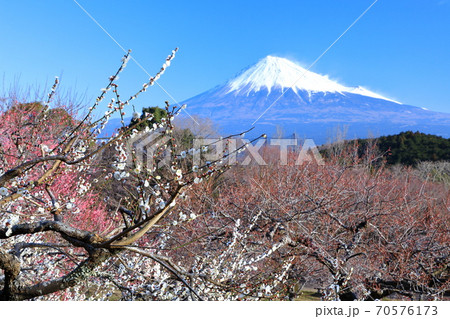 絶景 早春の白梅と富士山 静岡県富士市岩本山公園 絶景 早春の白梅と富士山 静岡県富士市岩本山公園 70576173
