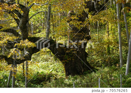 早坂高原の主 シナノキ 早坂高原の主 シナノキ 70576265