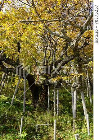 早坂高原の主 シナノキ 早坂高原の主 シナノキ 70576267