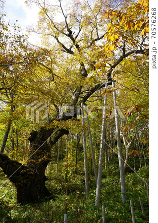 早坂高原の主　シナノキ 70576268