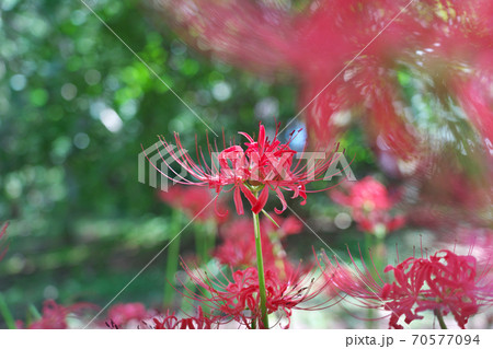 満開のヒガンバナが日ざしを浴びて綺麗でした　9月下旬 70577094