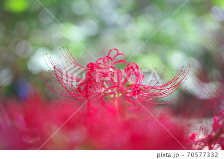 満開のヒガンバナが日ざしを浴びて綺麗でした 9月下旬 満開のヒガンバナが日ざしを浴びて綺麗でした 9月下旬 70577332