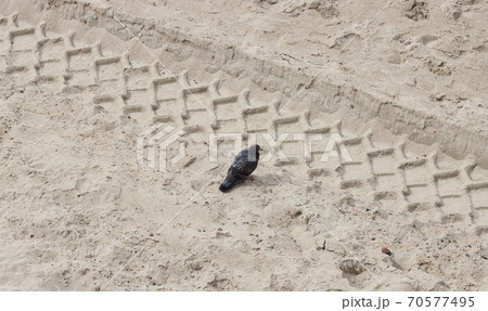 Dove looks at strange footprints in the sand 70577495