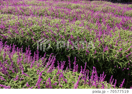 あしかがフラワーパークで満開になったアメジストセージ（3） 70577519