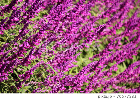 紫色のアメジストセージが広がるあしかがフラワーパーク（9） 70577533