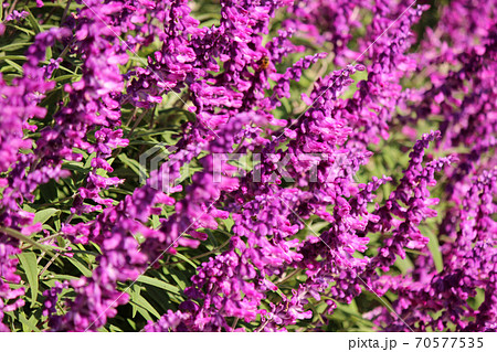 秋の陽射しを浴びる「あしかがフラワーパーク」のアメジストセージ（8） 70577535