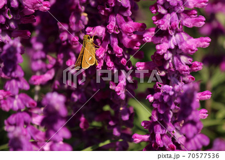 アメジストセージの紫色の花に止まった蝶の写真素材