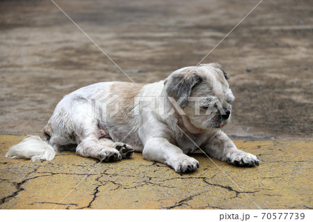 Shih Tzu dog short hair cut and laying down on the street floor. it is a dog of a breed with long 70577739