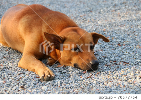 Orange brown dog laying down on the gravel floor at the sunlight of morning.  70577754