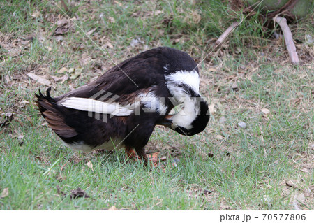 Dark brown and white color of duck standing and cleaning the feather on the greensward. Dark brown and white color of duck standing and cleaning the feather on the greensward. 70577806