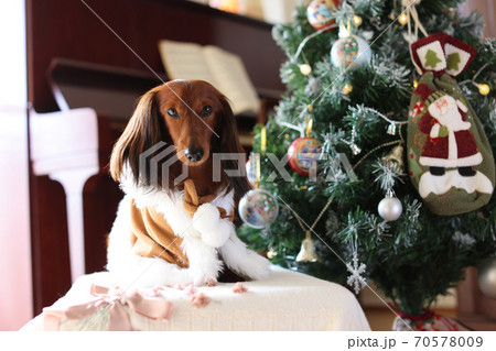 クリスマスを楽しむダックスフンド クリスマスを楽しむダックスフンド 70578009