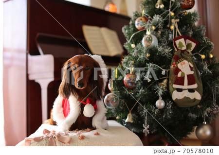 クリスマスを楽しむダックスフンド クリスマスを楽しむダックスフンド 70578010