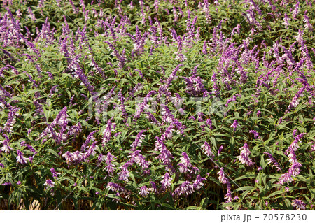 あしかがフラワーパークで満開になった紫と白の2色のアメジストセージ 3 の写真素材