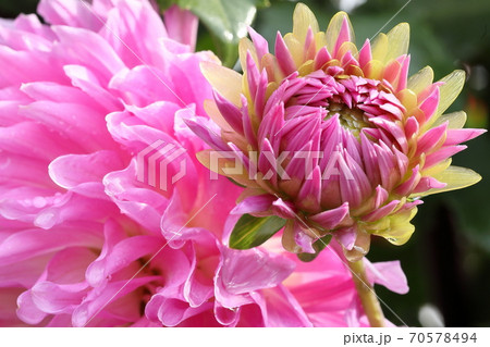 ダリア 70578494